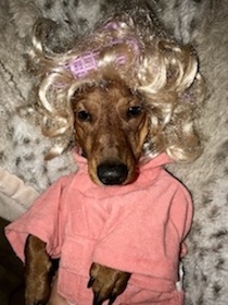 teacher dog